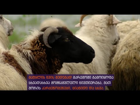 ჰაერში გაფანტული ასობით ათასი ტონა მატყლი