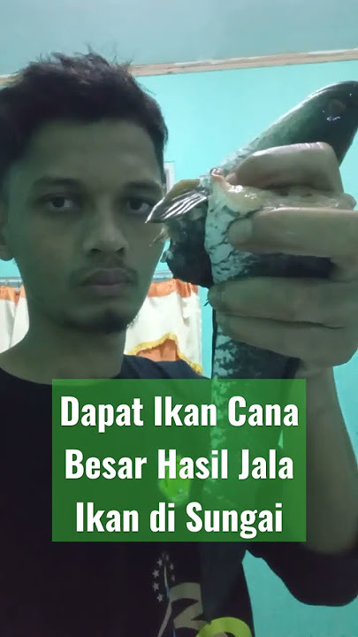 Ikan Cana Besar