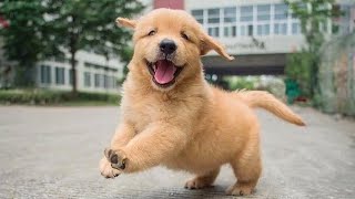 Golden Retrievers dogs will make us LAUGH ALL THE TIME! by MAI PM 103,678 views 4 weeks ago 10 minutes, 24 seconds