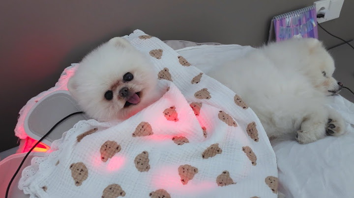 다리를 다친 루디ㅠㅠ 퐁키의 간호가 시작됐어요! 우리는 가족입니다