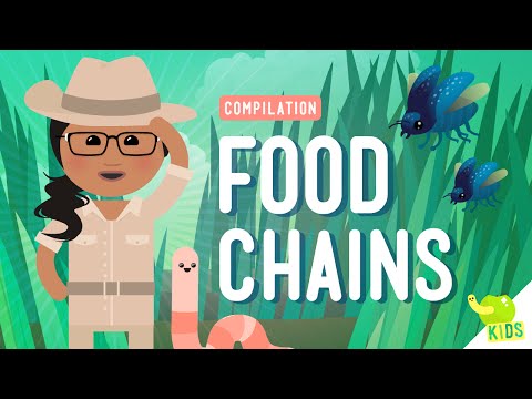 Food Chains Compilation: Crash Course Kids