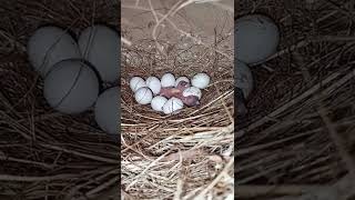 Celebrity 2nd clutch breeding season |  day 1 progress | 2022 #javasparrow Net Worth