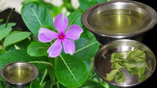 सदाबहार के पत्ते के अनेक औषधीय फायदे | Sadabahar Ke Fayde | Sadabahar Leaves Benefits |Home Remedies