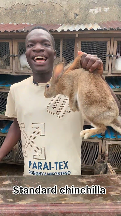 Different rabbit breeds