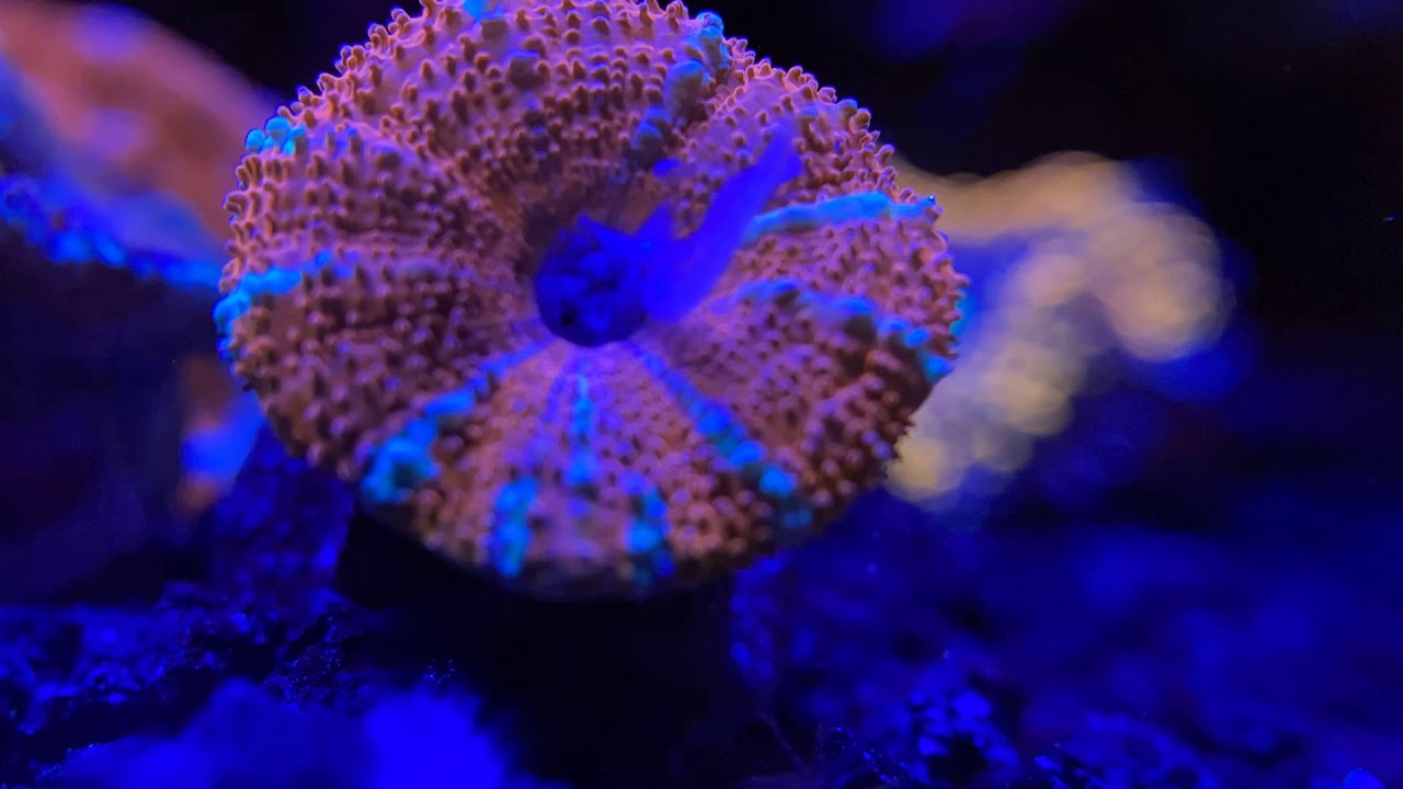 Reef Tank - Acan Micromussa Eating Mysis Shrimp
