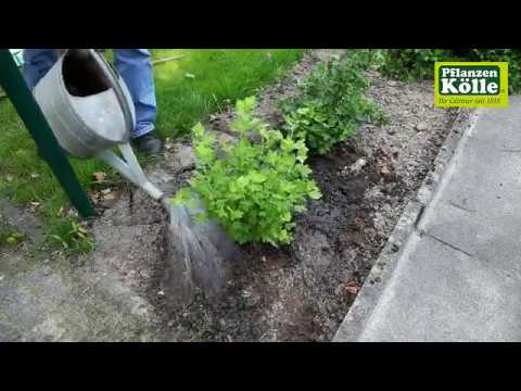 Video: Stachelbeerpflanzen - Stachelbeere im Hausgarten anbauen