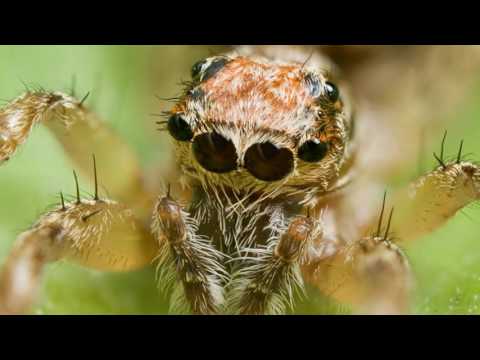 Video: Compound eyes: how are they different from simple ones?