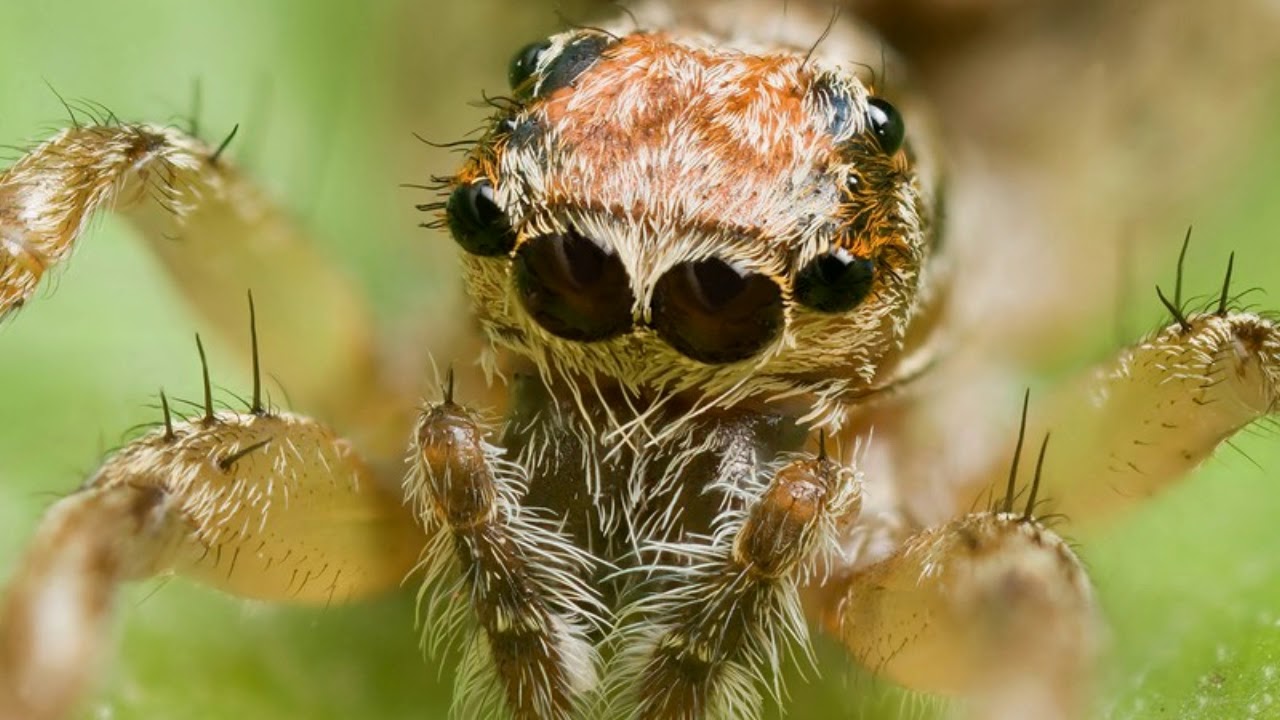 compound eyes
