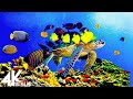 Aquarium 4K VIDEO (ULTRA HD) 🐠 Sea Animals With Relaxing Music - Rare &amp; Colorful Sea Life Video