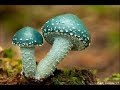 По грибы 23 сентября 2017/ а вы думали, что грибов нет?