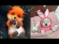 Tik Tok Chó Phốc Sóc Mini | Funny and Cute Pomeranian Videos #29