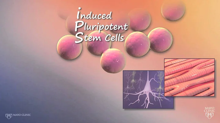 Using Stem Cells for HLHS Research
