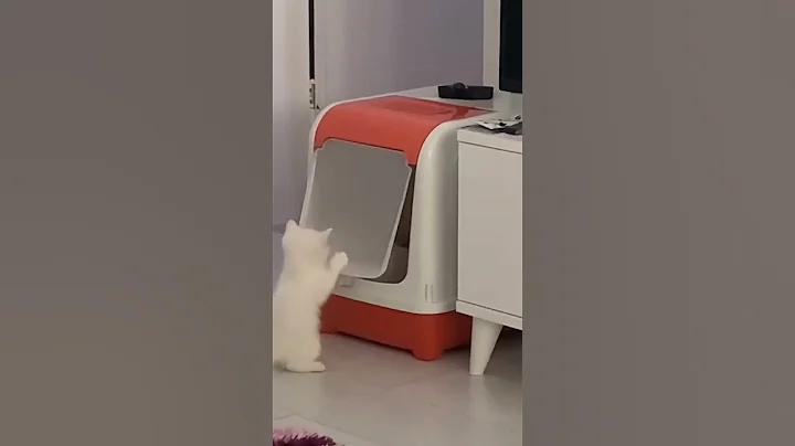 baby animal cat