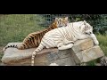 The Wildlife Animal Sanctuary - Day 7