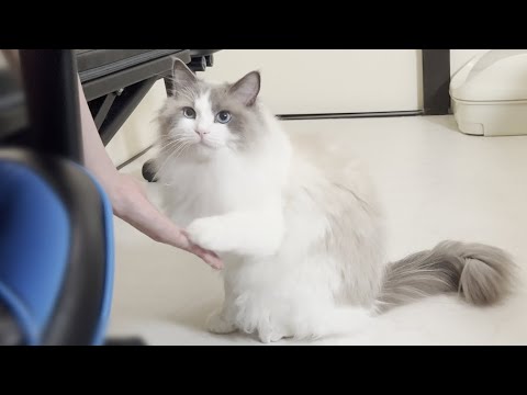 大好きなごはんを目の前にして天然ボケをかましてしまうラグドール猫がかわいすぎた。