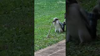 Kookaburra pulls long earthworm from the ground