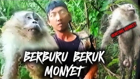 BERBURU BERUK GANAS, SUKA MENGEJAR ORAN‼️berburu kera liar, monkey hunting, wild monkey hunting