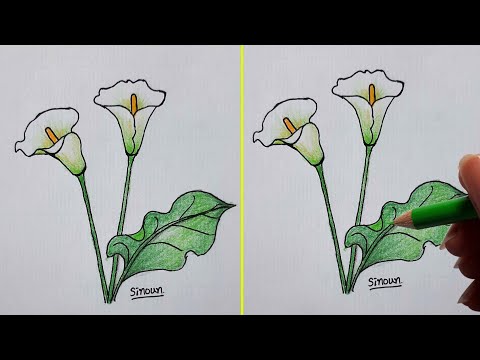 Comment dessiner Calla Lily Flower