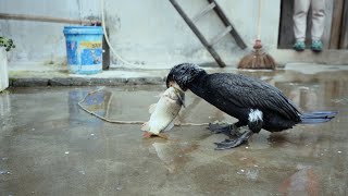 Cormorants Like To Eat Large Carp Of 50 Cm