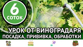 видео: Урок от виноградаря. Посадка, прививка, обработки. 6 соток 29.05.2023 картинка: Урок от виноградаря. Посадка, прививка, обработки. 6 соток 29.05.2023