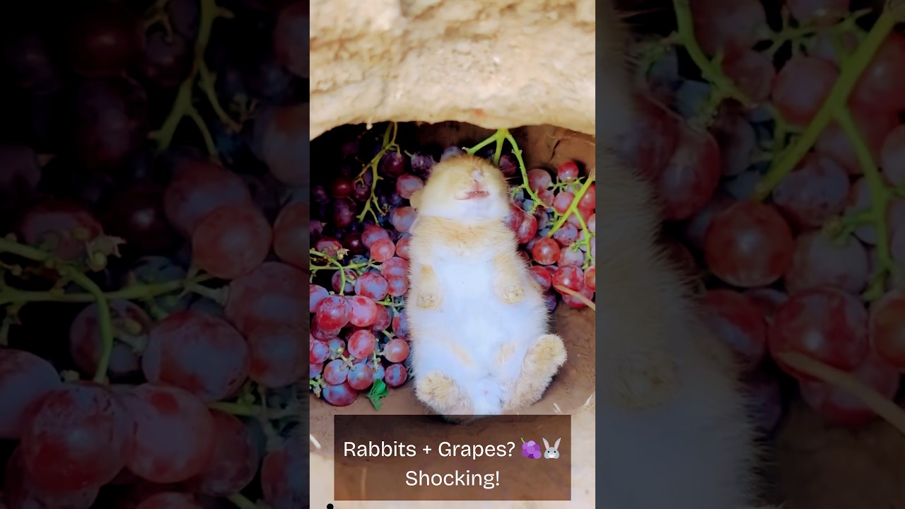 🍇🐇Wait...Are rabbits even allowed to eat grapes?🤔