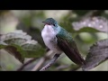 Birding in Ecuador