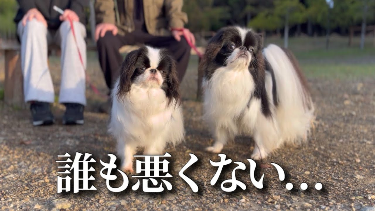 森の中だれも悪くない犬連れキャンプ【キャンプリゾート森のひととき】