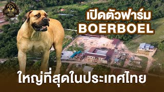 Ubon Boerboel EP.1 | เปิดตัวฟาร์ม BOERBOEL ที่ใหญ่ที่สุดในประเทศไทย