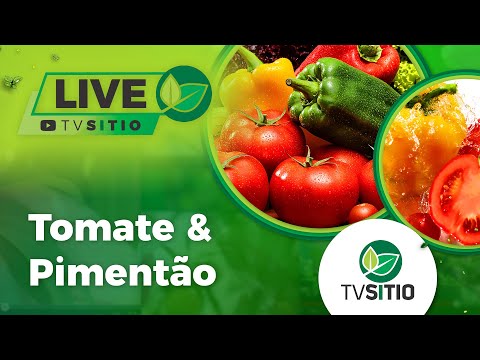 Vídeo: Variedades Interessantes De Tomate, Pimentão E Pimentão