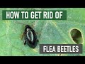 How to Get Rid of Flea Beetles [4 Easy Steps!]