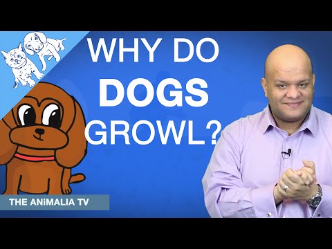 Video: Hentikan Anjing dari Menggali Pot Tanaman