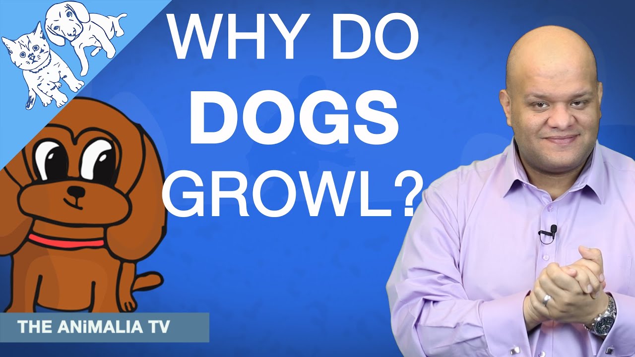 Why Do Dogs Growl YouTube