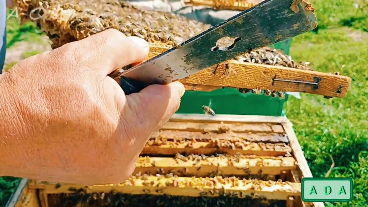 Arıların qışlamağa hazırlaşması üçün şəraitin yaradılması. Arı ailələrinin gücü. hissə 1/2