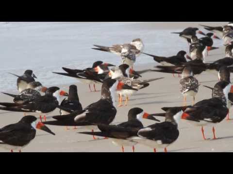 Black Skimmers Calling