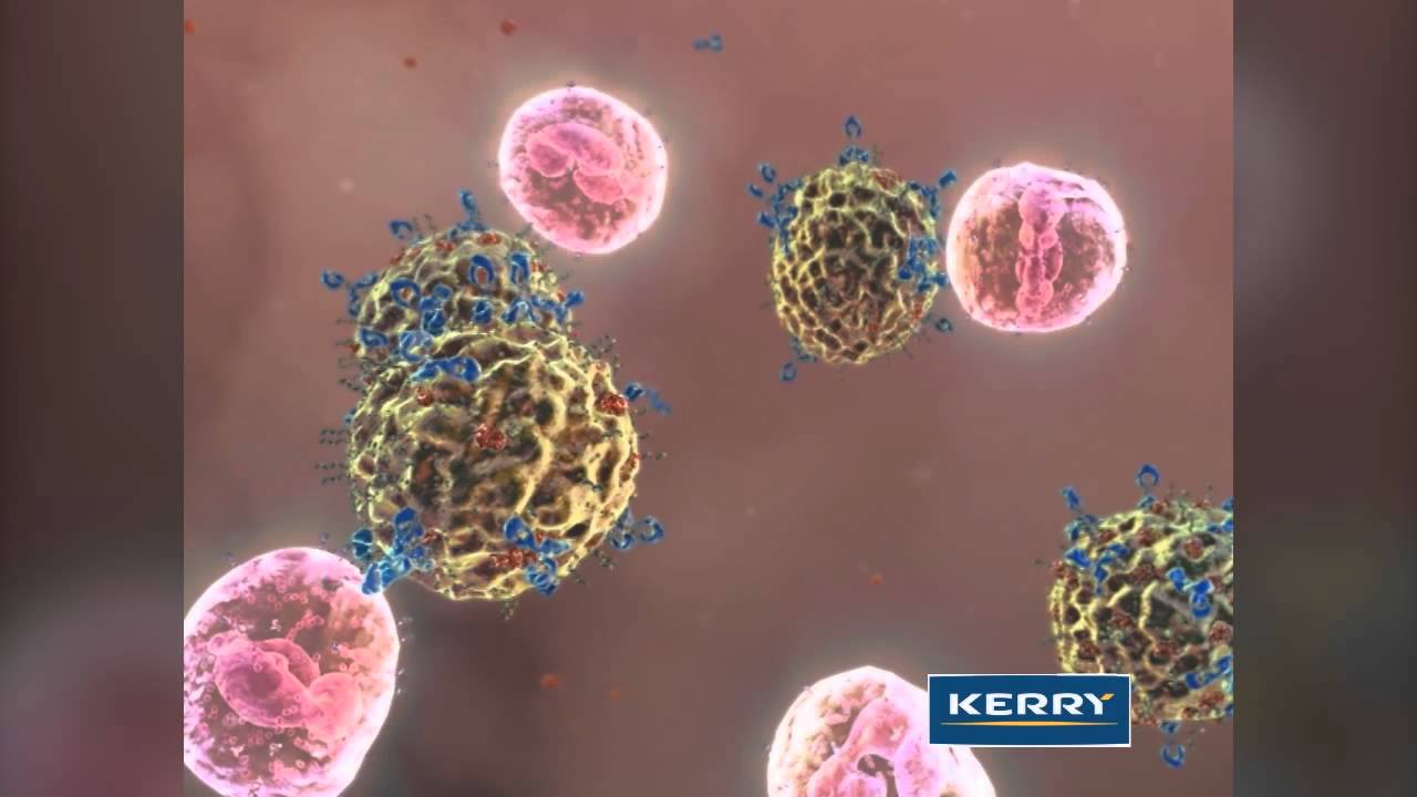 How Immune Supporting Wellmune (a Yeast Beta Glucan) Works