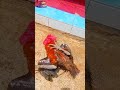 DUUUH UYU SIJUH TUNA MUITAJE NACHOKA MIMI 🤣🤣✅