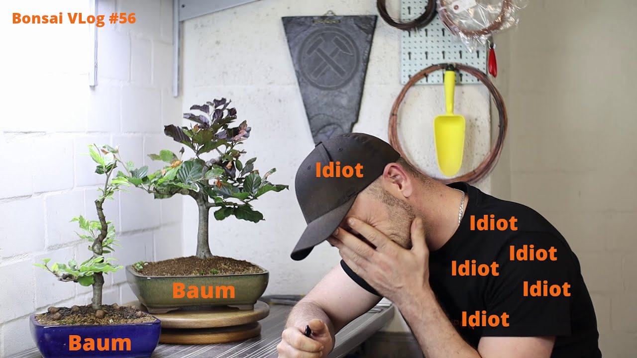 Ein weiterer Baum in einer Schale - Blut Buche (Fagus sylvatica "Purpurea") | Bonsai Vlog #56