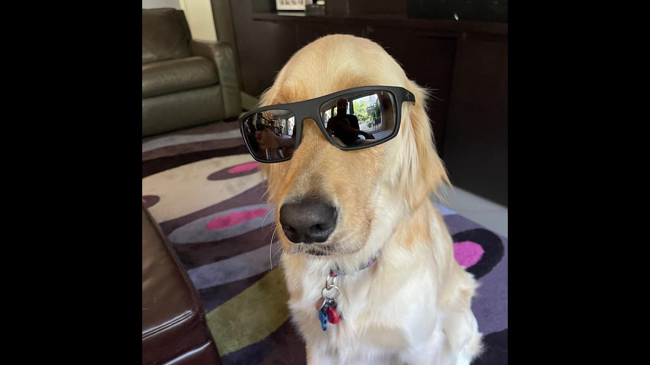 League Game 2. Texas Tigers Vs Dallas Penguins