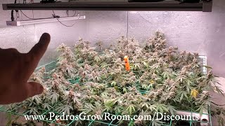 Chilled LED Grow 6/13/21 Garden Update