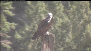 Hellgate Canyon Ospreys ~ 2 Large Fish by Iris, April 26, 2020