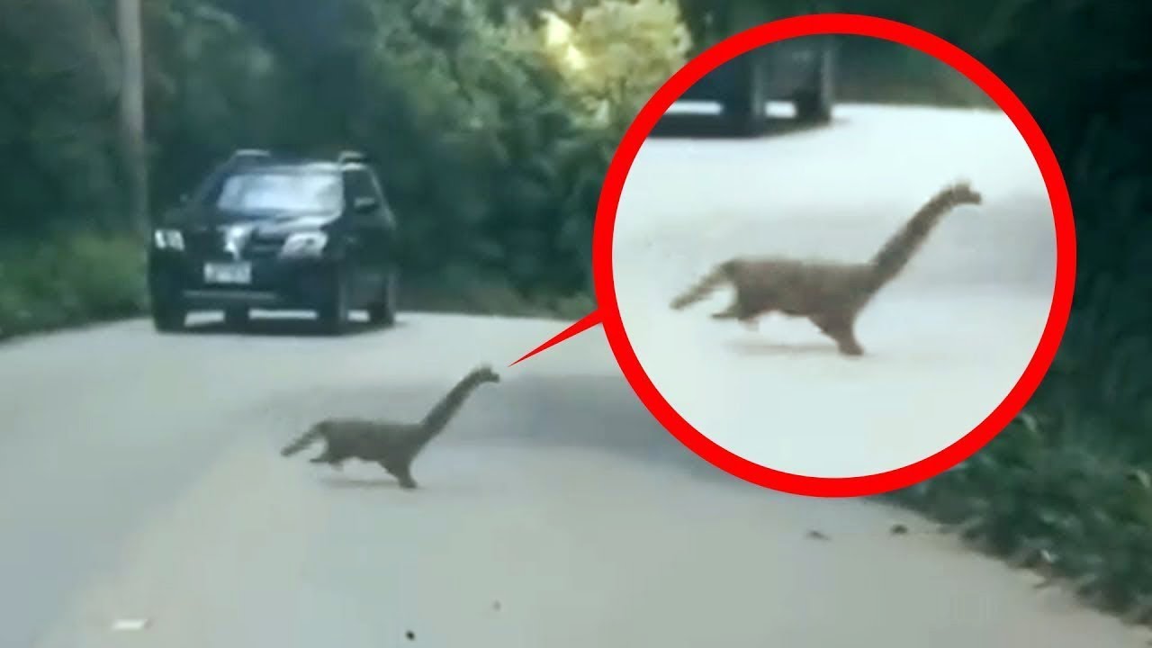 ক্যামেরায় ধরা পরা 7টি সত্তিকারের ডাইনোসর 7 Dinosaur That Really