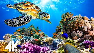 The Colors of the Ocean 4K ULTRA HD   The Best 4K Sea Animals for Relaxation & Calming Music