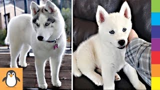 4 Husky Lovers  Funny and Cute Husky Dogs Videos Compilation