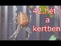 42. HÉT A KERTBEN - Kert & barkács