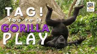 Tag! You're It! ~ Gorilla Play by Apes Like Us 13,000 views 3 years ago 6 minutes, 20 seconds