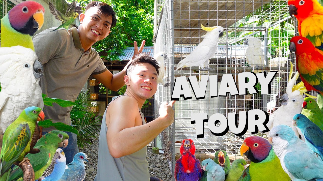 NEW SET UP! DAVEST AVIARY BIRD TOUR! - YouTube