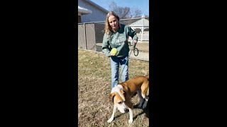 Meet Abel! You can adopt him at the Washington County/Johnson City Animal Shelter!