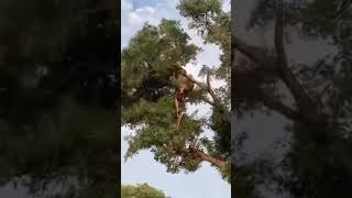 சிங்கம் கீழே விழுந்த அதிர்ச்சி காட்சி!#LionFall #WildlifeTamil #Nature