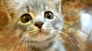 КОТЕНОК АТАКУЕТ КАМЕРУ. Funny cats video КОТЕНОК АТАКУЕТ КАМЕРУ. Funny cats video