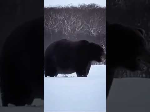 Это слишком огромный
